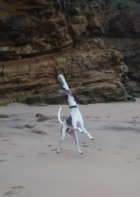 Dog playing on westcliff beach close to the cottage